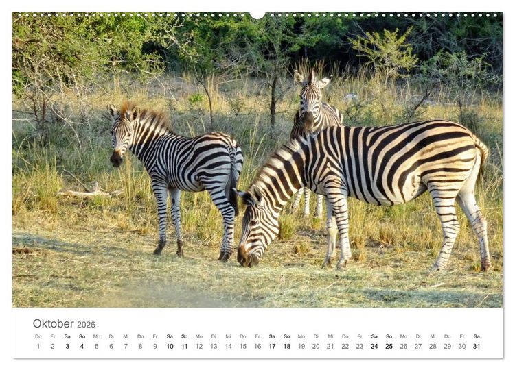 Produktbild: Afrika - Tiere im Kr&uuml;ger Nationalpark (hochwertiger Premium Wandkalender 2026 DIN A2 quer), Kunstdruck in Hochglanz
