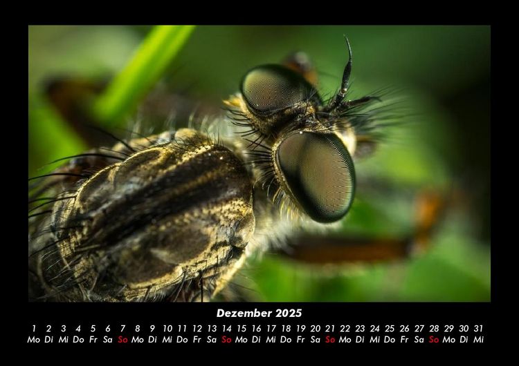 Produktbild: Welt der Tiere 2025 Fotokalender DIN A3