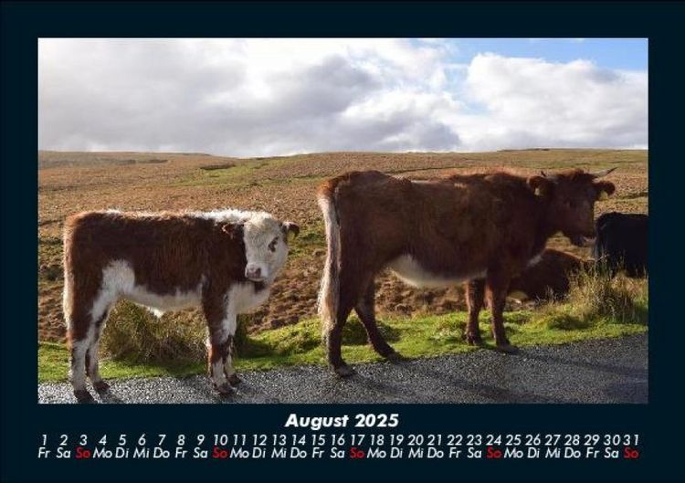 Produktbild: Kuhkalender 2025 Fotokalender DIN A5