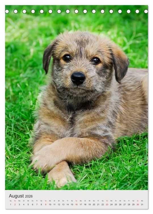 Produktbild: Hundewelpen (Tischkalender 2026 DIN A5 hoch), CALVENDO Monatskalender
