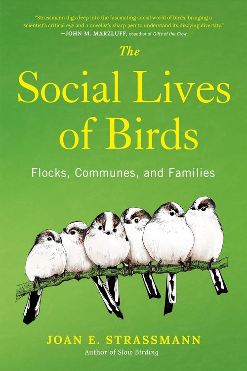 Produktbild: The Social Lives of Birds