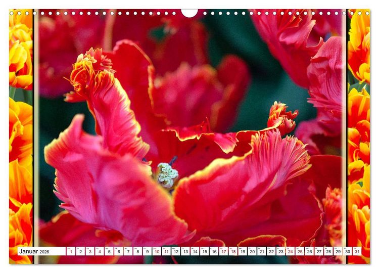 Produktbild: Tulpen - kunterbunte Collagen (Wandkalender 2026 DIN A3 quer), CALVENDO Monatskalender