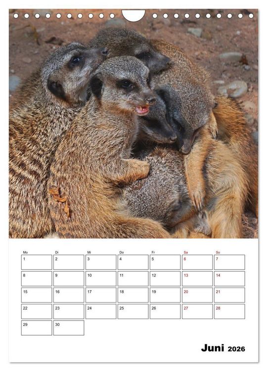 Produktbild: Niedliche Erdm&auml;nnchen (Wandkalender 2026 DIN A4 hoch), CALVENDO Monatskalender