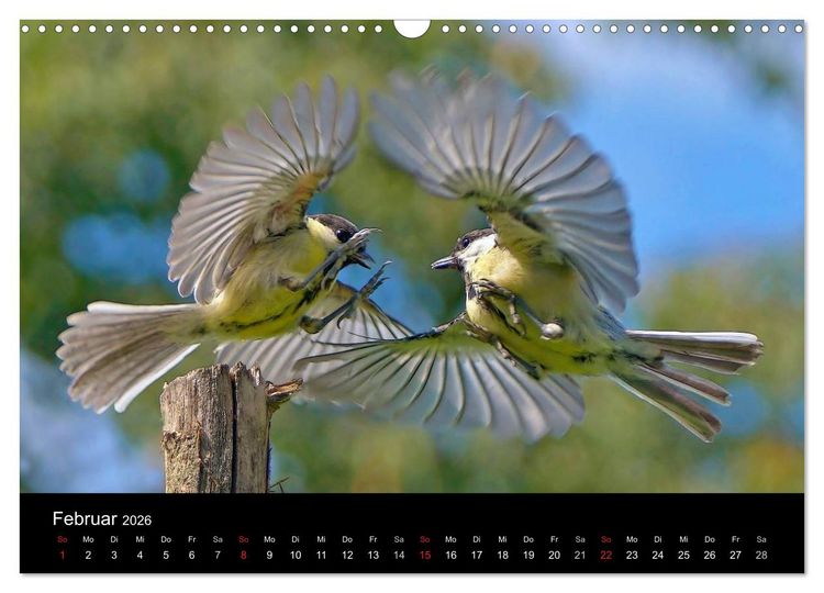 Produktbild: Singv&ouml;gel in Deutschland (Wandkalender 2026 DIN A3 quer), CALVENDO Monatskalender