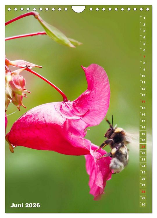 Produktbild: Blossom Love, von Bienen und Hummeln (Wandkalender 2026 DIN A4 hoch), CALVENDO Monatskalender