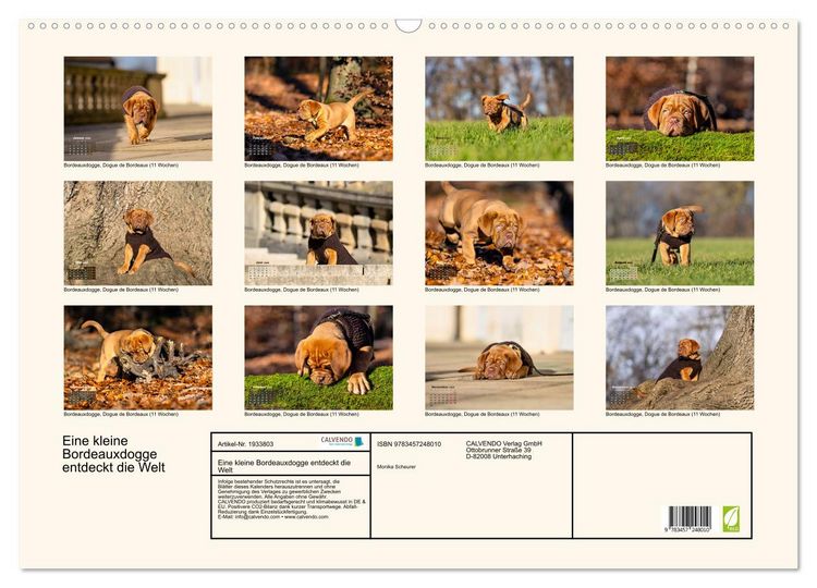 Produktbild: Eine kleine Bordeauxdogge entdeckt die Welt (Wandkalender 2026 DIN A2 quer), CALVENDO Monatskalender