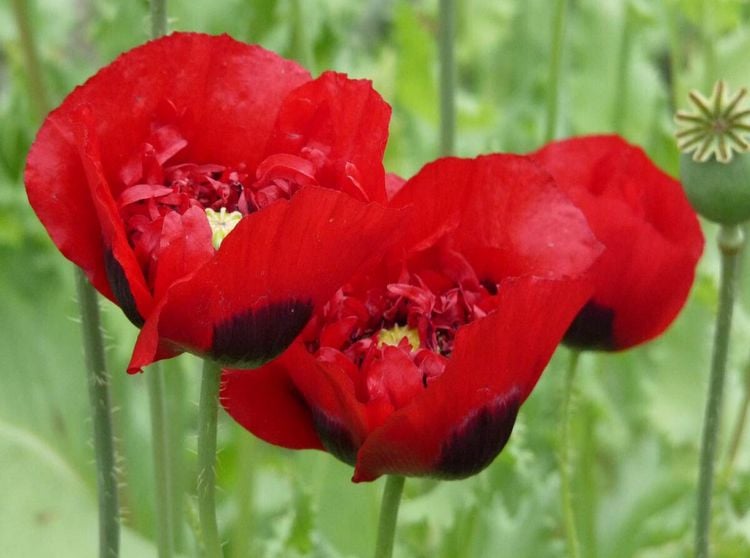 Produktbild: Klatschmohn (Puzzle)