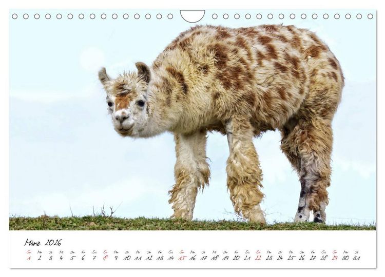 Produktbild: DIE LAMAS VON DER LAHN (Wandkalender 2026 DIN A4 quer), CALVENDO Monatskalender