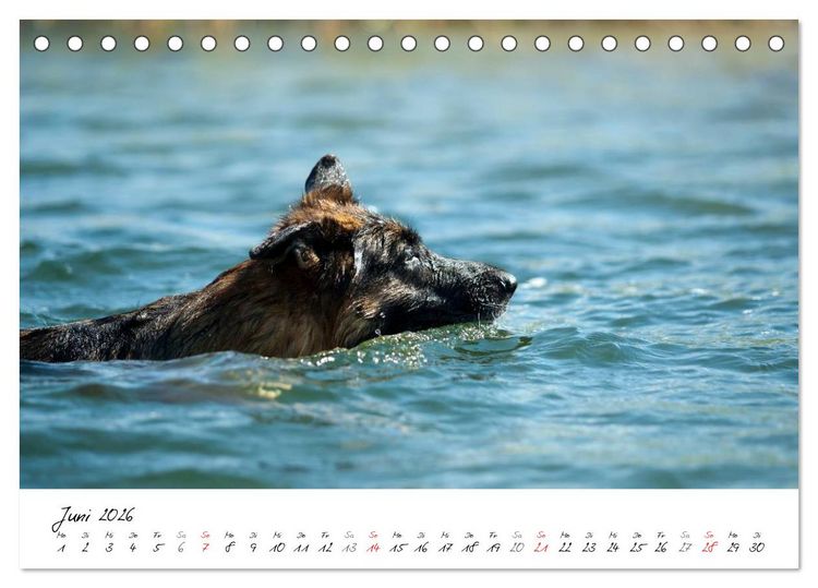 Produktbild: Deutsche Sch&auml;ferhunde - Senioren auf vier Pfoten (Tischkalender 2026 DIN A5 quer), CALVENDO Monatskalender