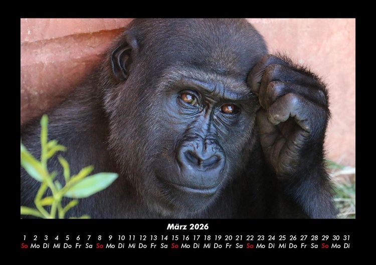 Produktbild: Welt der Affen 2026 Fotokalender DIN A3