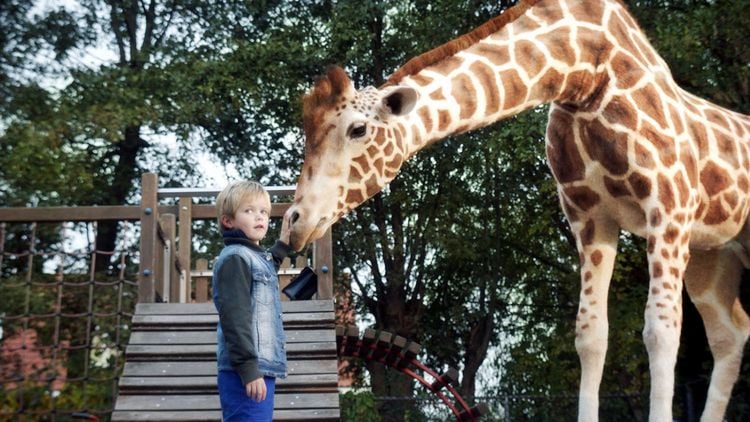Produktbild: Mein Freund, die Giraffe