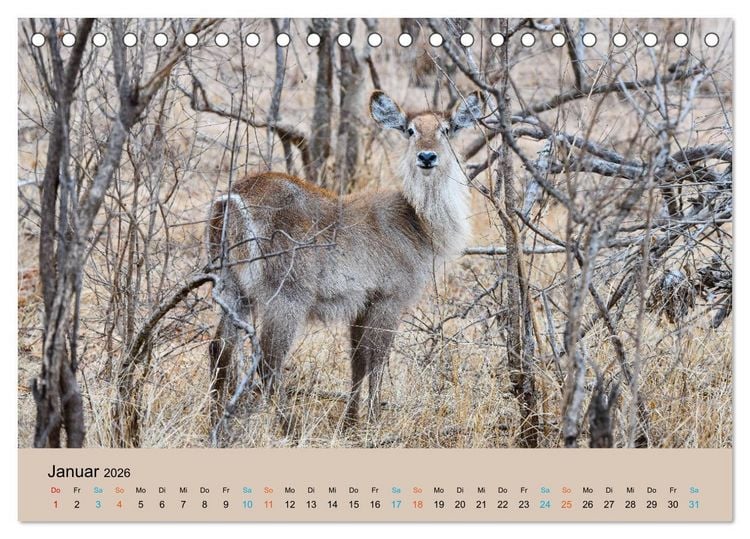 Produktbild: Antilopen, sch&ouml;n und schnell (Tischkalender 2026 DIN A5 quer), CALVENDO Monatskalender