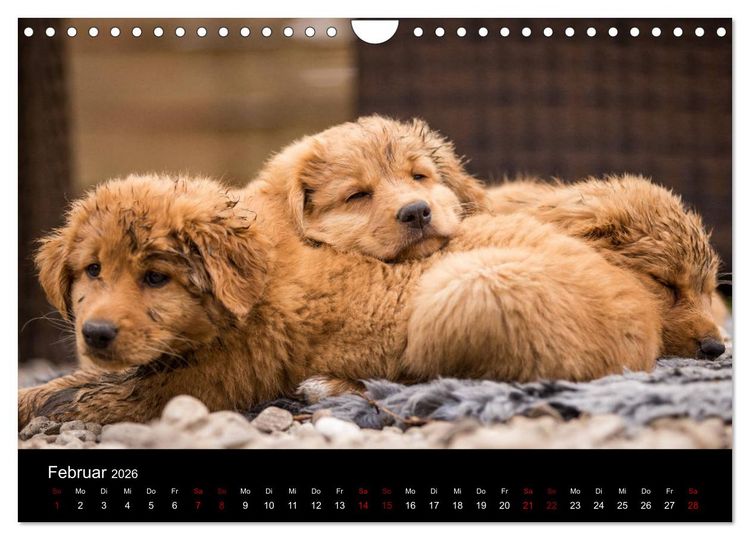 Produktbild: Toller - Nova Scotia Duck Tolling Retriever (Wandkalender 2026 DIN A4 quer), CALVENDO Monatskalender
