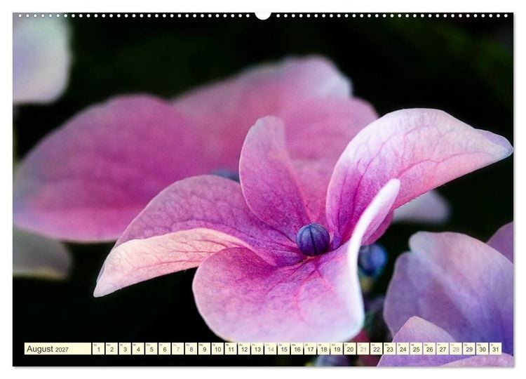 Produktbild: Hortensientr&auml;ume (Wandkalender 2027 DIN A2 quer), CALVENDO Monatskalender