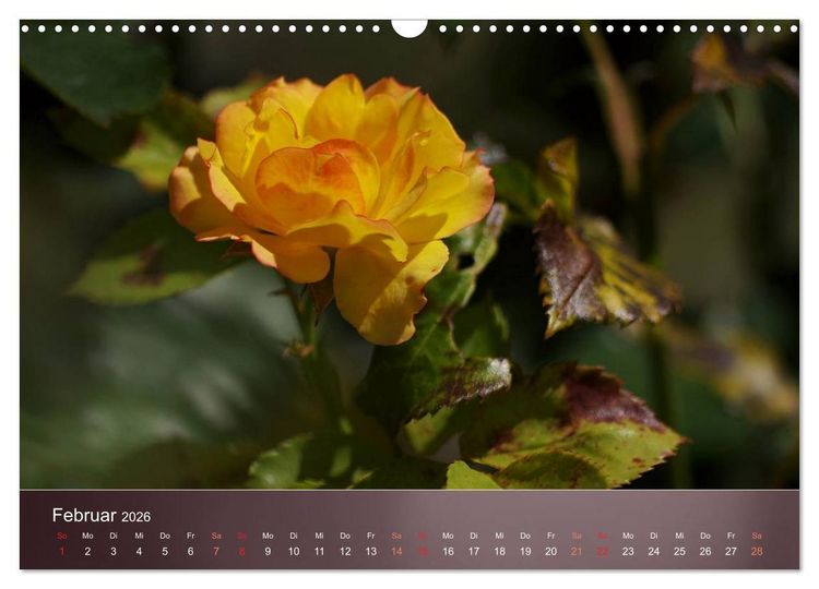 Produktbild: Zarte Sch&ouml;nheiten - Rosen (Wandkalender 2026 DIN A3 quer), CALVENDO Monatskalender
