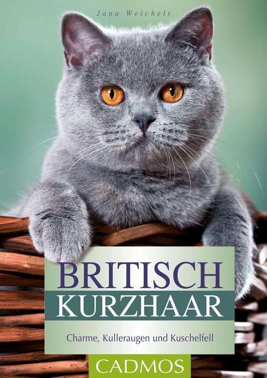 Produktbild: Britisch Kurzhaar