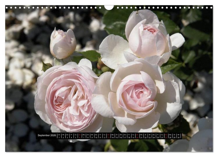 Produktbild: Rosen - Parade (Wandkalender 2026 DIN A3 quer), CALVENDO Monatskalender