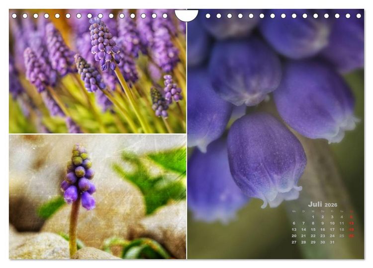 Produktbild: Blumenreise 2026 (Wandkalender 2026 DIN A4 quer), CALVENDO Monatskalender