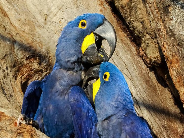Produktbild: CALVENDO Puzzle Hyazinth-Aras (Anodorhynchus hyacinthinus) | 1000 Teile Lege-Gr&ouml;&szlig;e 64x48cm Foto-Puzzle f&uuml;r gl&uuml;ckliche Stunden