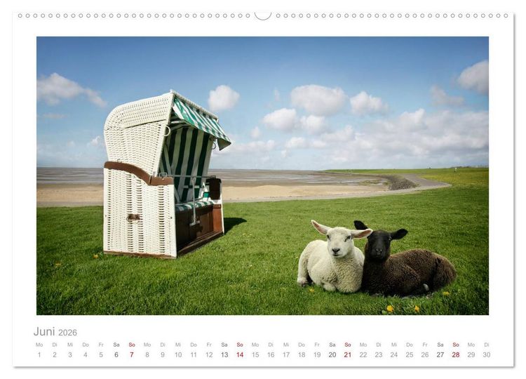 Produktbild: Nordsee Schafe (hochwertiger Premium Wandkalender 2026 DIN A2 quer), Kunstdruck in Hochglanz