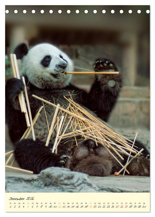 Produktbild: Riesenpanda (Tischkalender 2026 DIN A5 hoch), CALVENDO Monatskalender