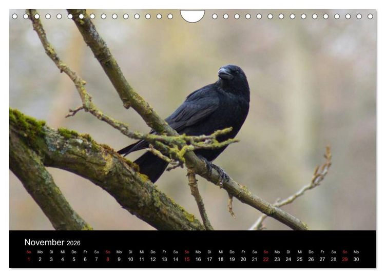 Produktbild: Das Leben der Rabenv&ouml;gel (Wandkalender 2026 DIN A4 quer), CALVENDO Monatskalender