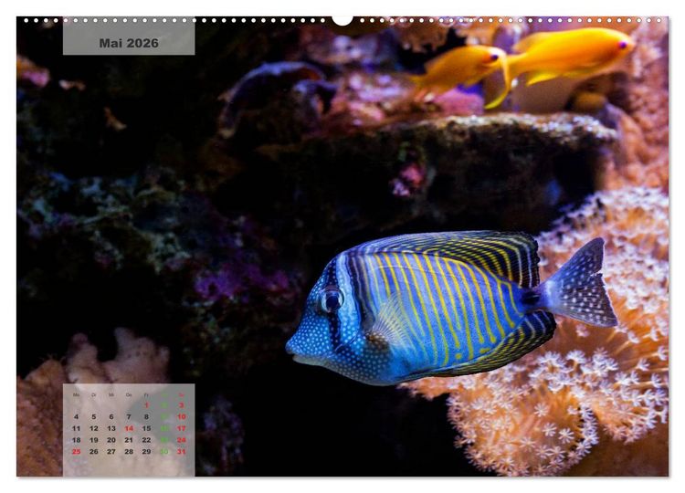 Produktbild: UNTER WASSER Riffaquaristik (hochwertiger Premium Wandkalender 2026 DIN A2 quer), Kunstdruck in Hochglanz