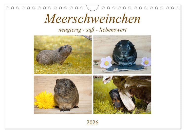 Produktbild: MEERSCHWEINCHEN neugierig - s&uuml;&szlig; - liebenswert (Wandkalender 2026 DIN A4 quer), CALVENDO Monatskalender