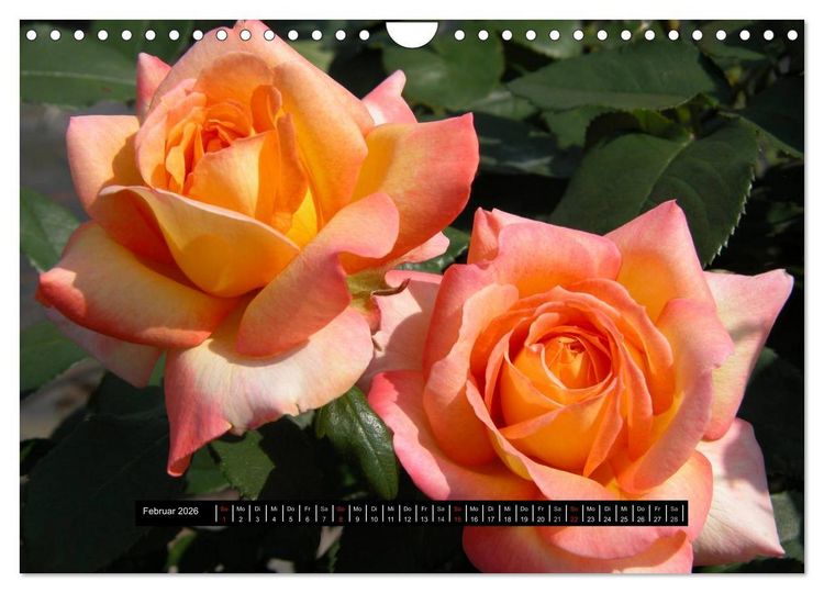 Produktbild: Rosen - Parade (Wandkalender 2026 DIN A4 quer), CALVENDO Monatskalender