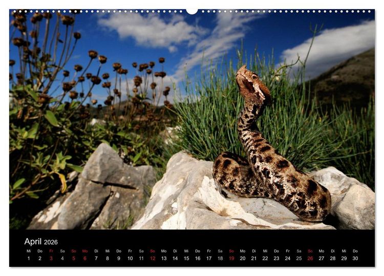 Produktbild: Schlangen (hochwertiger Premium Wandkalender 2026 DIN A2 quer), Kunstdruck in Hochglanz