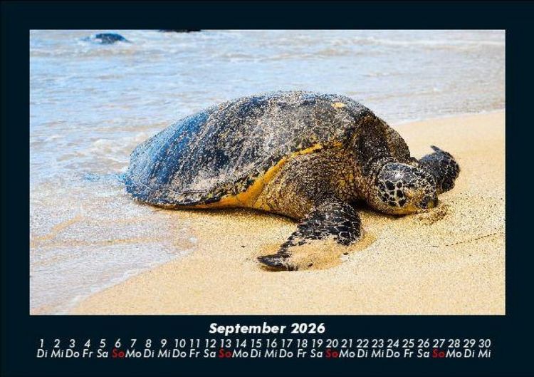 Produktbild: Schildkr&ouml;tenzauber 2026 Fotokalender DIN A5