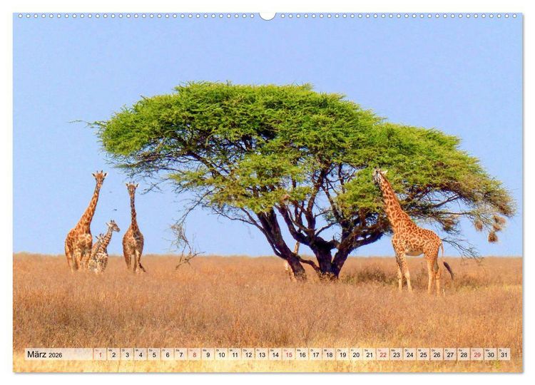 Produktbild: Tansania. Impressionen aus Ostafrika (hochwertiger Premium Wandkalender 2026 DIN A2 quer), Kunstdruck in Hochglanz