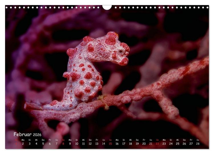 Produktbild: Hippocampus oder einfach nur Seepferdchen (Wandkalender 2026 DIN A3 quer), CALVENDO Monatskalender