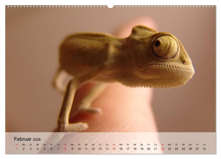Produktbild: Kleine Reptilien (Wandkalender 2026 DIN A2 quer), CALVENDO Monatskalender