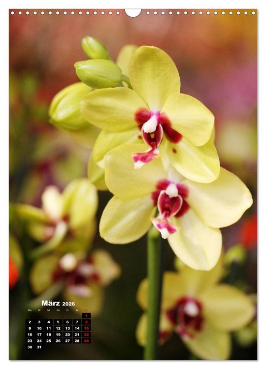 Produktbild: Kleine Orchideensch&auml;tze (Wandkalender 2026 DIN A3 hoch), CALVENDO Monatskalender