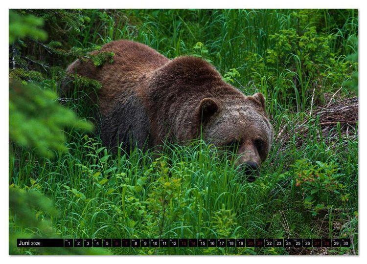 Produktbild: Grizzlys und Geisterb&auml;ren - Glendale Cove, Kanada (Wandkalender 2026 DIN A3 quer), CALVENDO Monatskalender