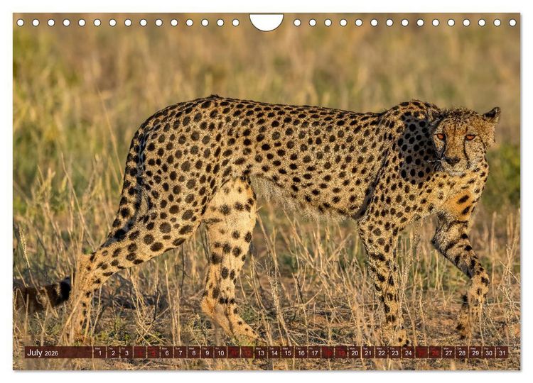 Produktbild: Amazing Cheetahs (Wall Calendar 2026 DIN A4 landscape), CALVENDO 12 Month Wall Calendar