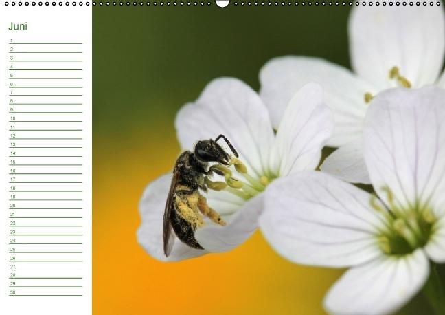 Produktbild: Bienen - Emsige Helfer (Wandkalender immerw&auml;hrend DIN A2 quer)