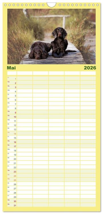 Produktbild: Familienplaner 2026 - Passion Jagdhund - Deutsch Langhaar mit 5 Spalten (Wandkalender, 21 x 45 cm) CALVENDO