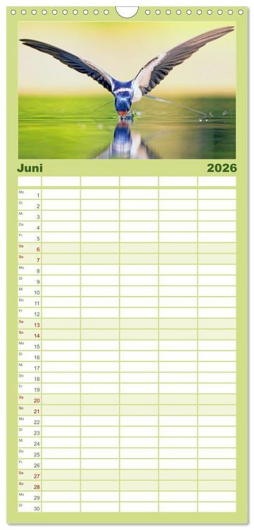 Produktbild: Familienplaner 2026 - Amsel, Fink und Star: Heimische V&ouml;gel mit 5 Spalten (Wandkalender, 21 x 45 cm) CALVENDO