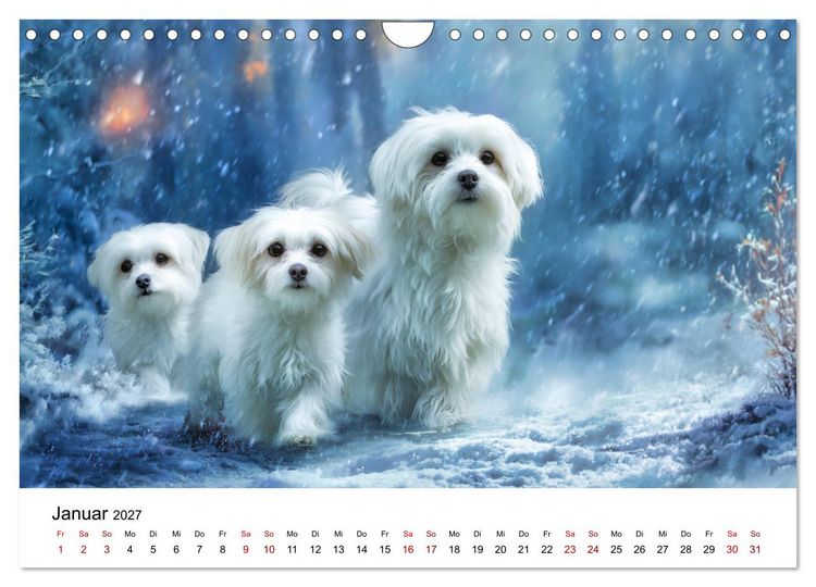 Produktbild: Kleine wei&szlig;e Wunder - ein Jahr mit Maltesern (Wandkalender 2027 DIN A4 quer), CALVENDO Monatskalender