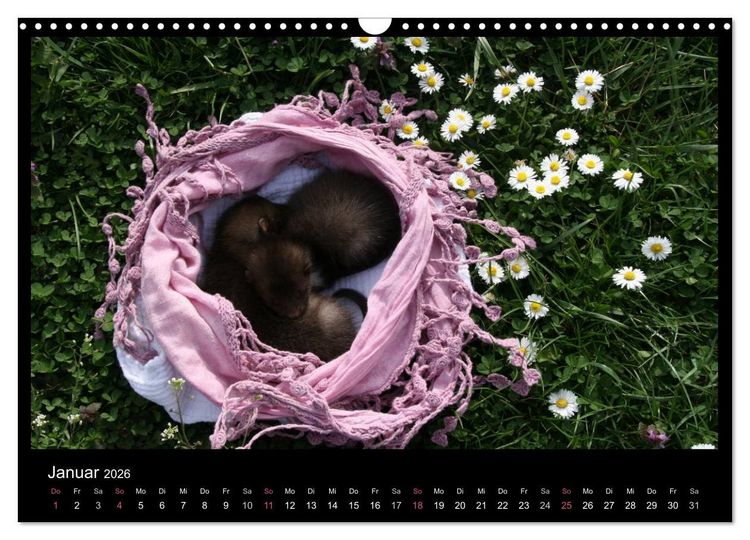 Produktbild: Marderkinder (Wandkalender 2026 DIN A3 quer), CALVENDO Monatskalender