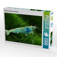Produktbild: CALVENDO Puzzle Caridina cantonensis - Blue Bolt | 1000 Teile Lege-Gr&ouml;&szlig;e 64x48cm Foto-Puzzle f&uuml;r gl&uuml;ckliche Stunden