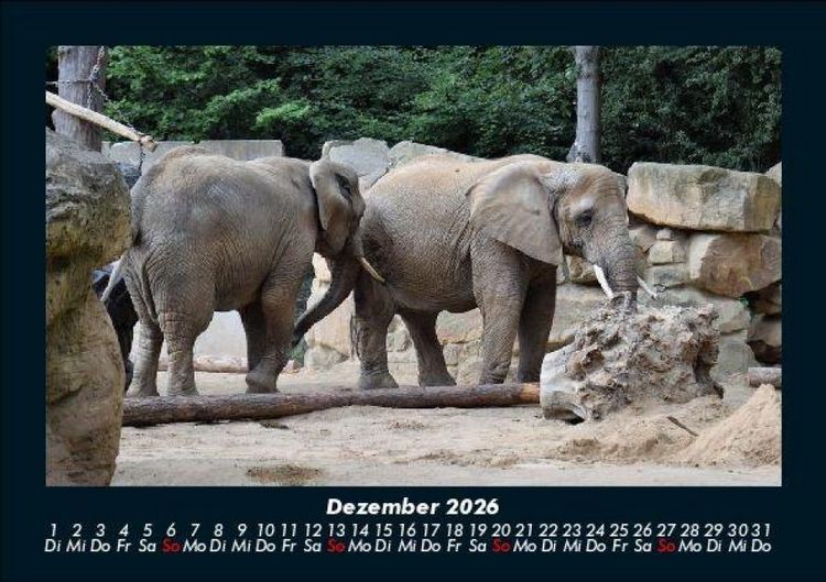 Produktbild: Der Elefantenkalender 2026 Fotokalender DIN A5