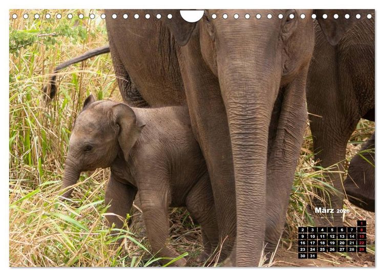 Produktbild: Bedrohte Riesen - Elefanten in Sri Lanka (Wandkalender 2026 DIN A4 quer), CALVENDO Monatskalender