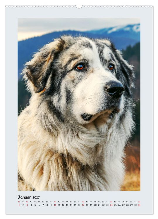 Produktbild: Der Karakatschan. Furchtlose und treue H&uuml;ter der Herden (hochwertiger Premium Wandkalender 2027 DIN A2 hoch), Kunstdruck in Hochglanz