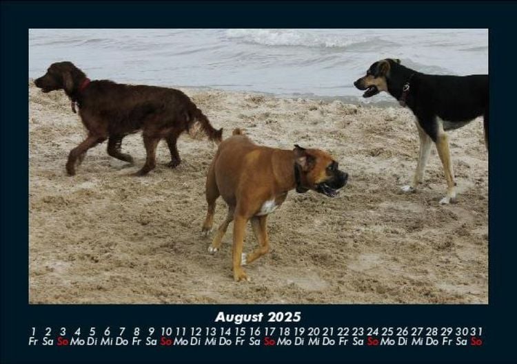 Produktbild: Hunde 2025 Fotokalender DIN A5