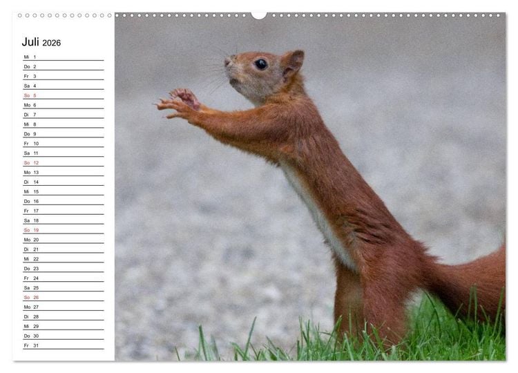 Produktbild: Mit dem Eichh&ouml;rnchen durchs Jahr (Wandkalender 2026 DIN A2 quer), CALVENDO Monatskalender