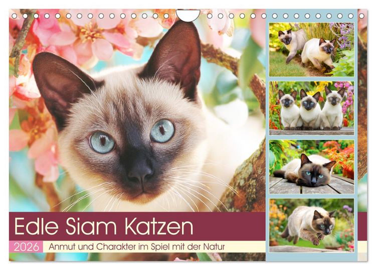 Produktbild: Edle Siamkatzen. Anmut und Charakter im Spiel mit der Natur (Wandkalender 2026 DIN A4 quer), CALVENDO Monatskalender
