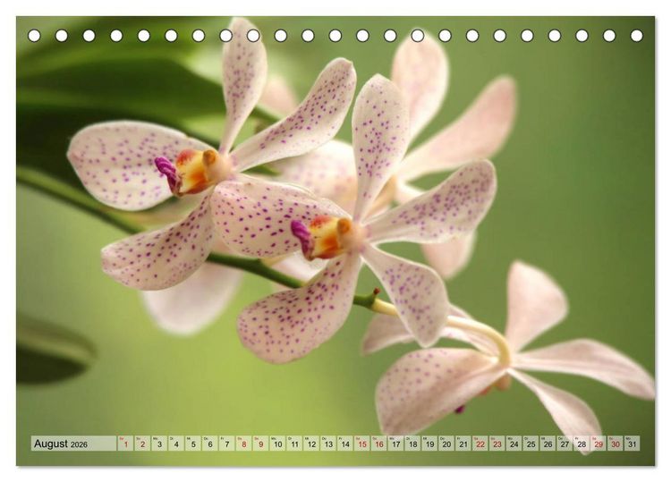 Produktbild: Sri Lanka - Tempel, Tee und Elefanten (Tischkalender 2026 DIN A5 quer), CALVENDO Monatskalender